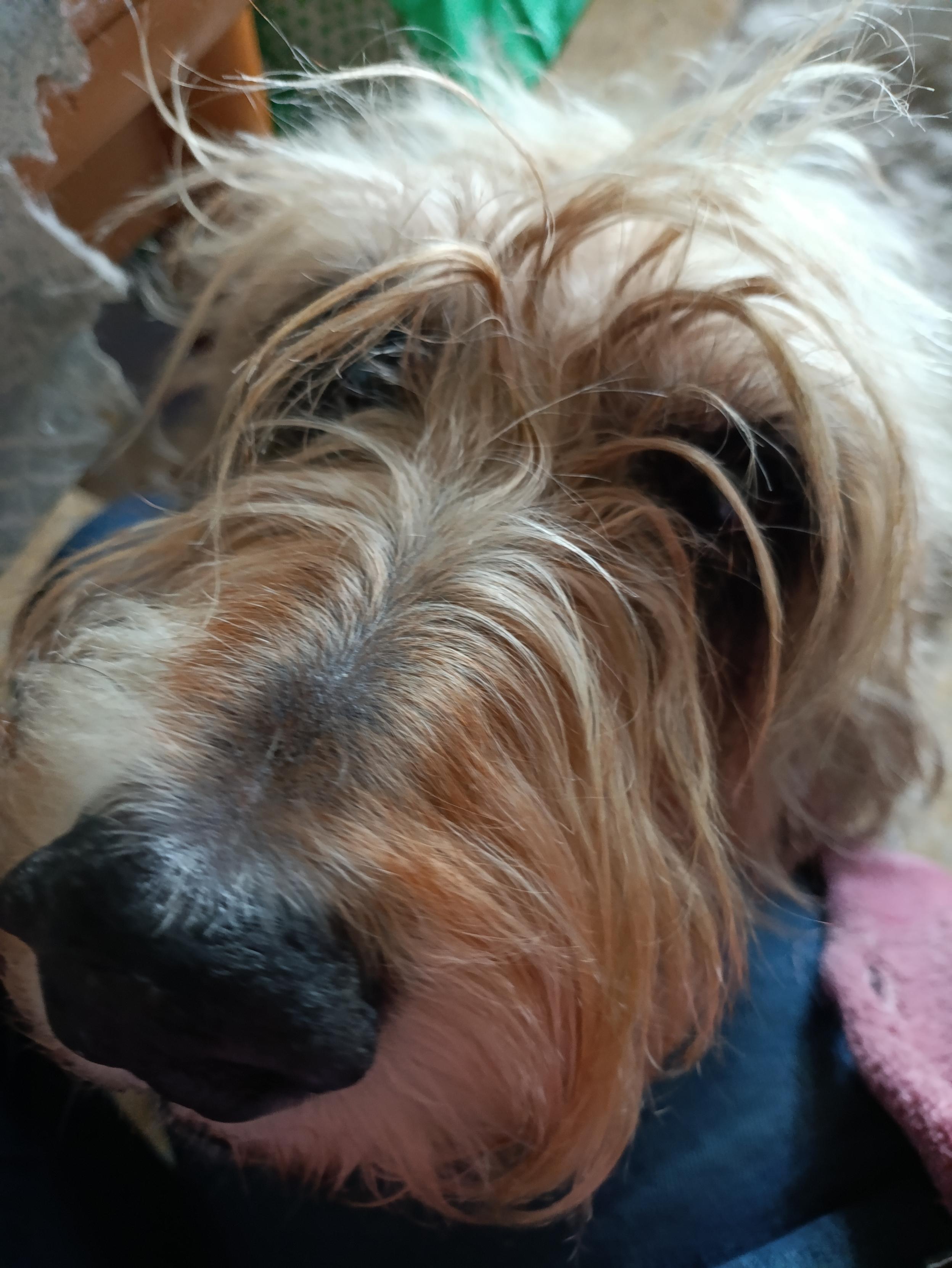 Es una fotografía de un perro. Se ve la cabeza del animal, que tiene el pelaje largo y de colores blanco y marrón. La foto está tomada desde arriba, y se puede ver su hocico de cerca. Detrás del perro, se ven prendas de ropa y una baldosa.