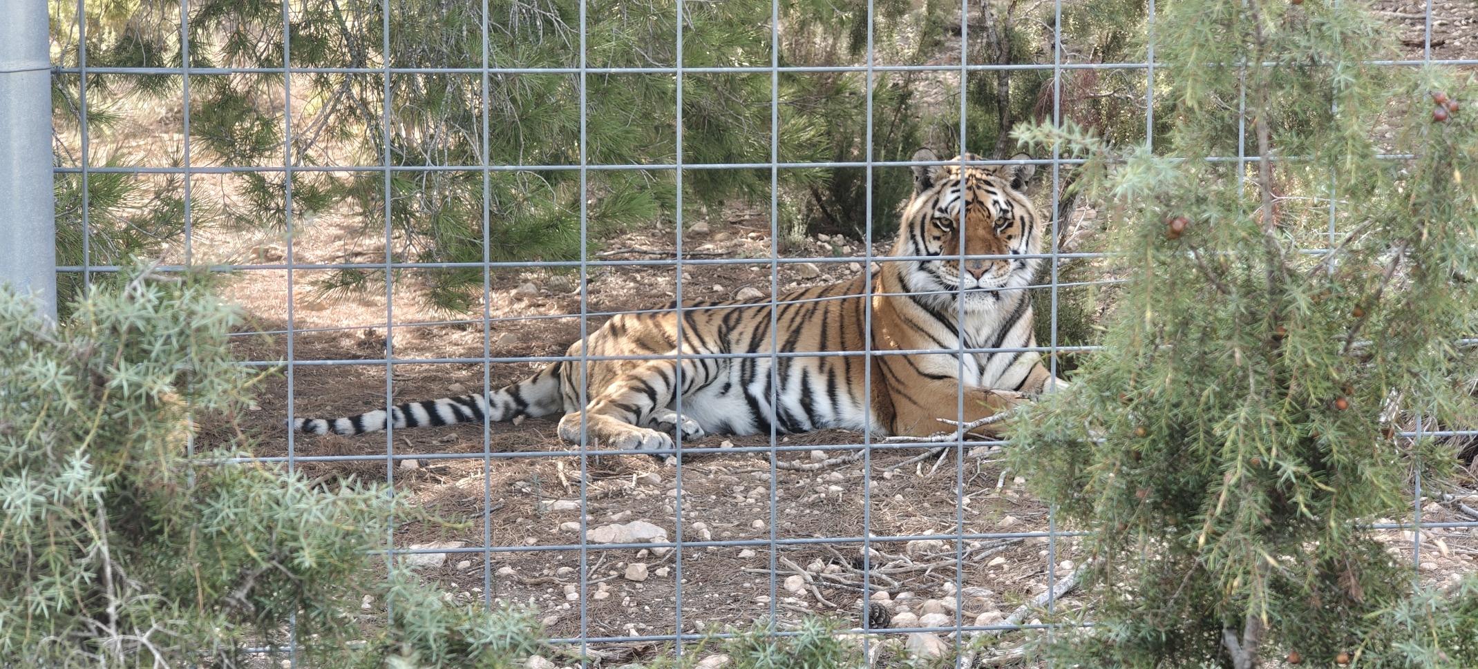 Tigre tumbado en la tierra, tras una valla.