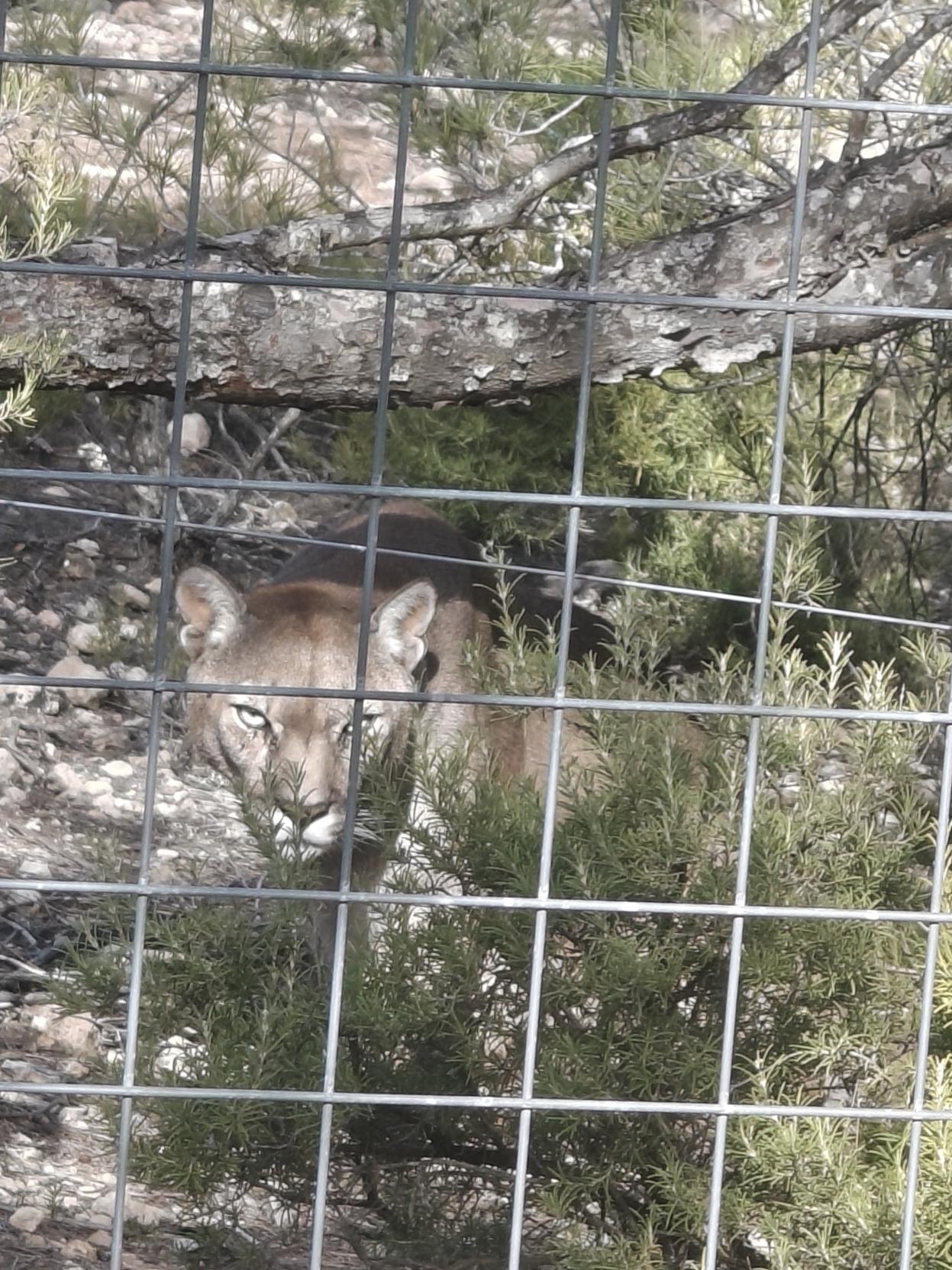 Puma de color pardo mirando a través de la valla.