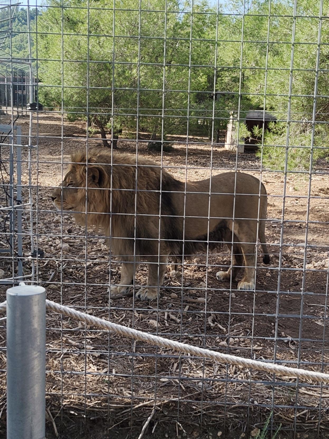Un león de perfil, parece que posa.