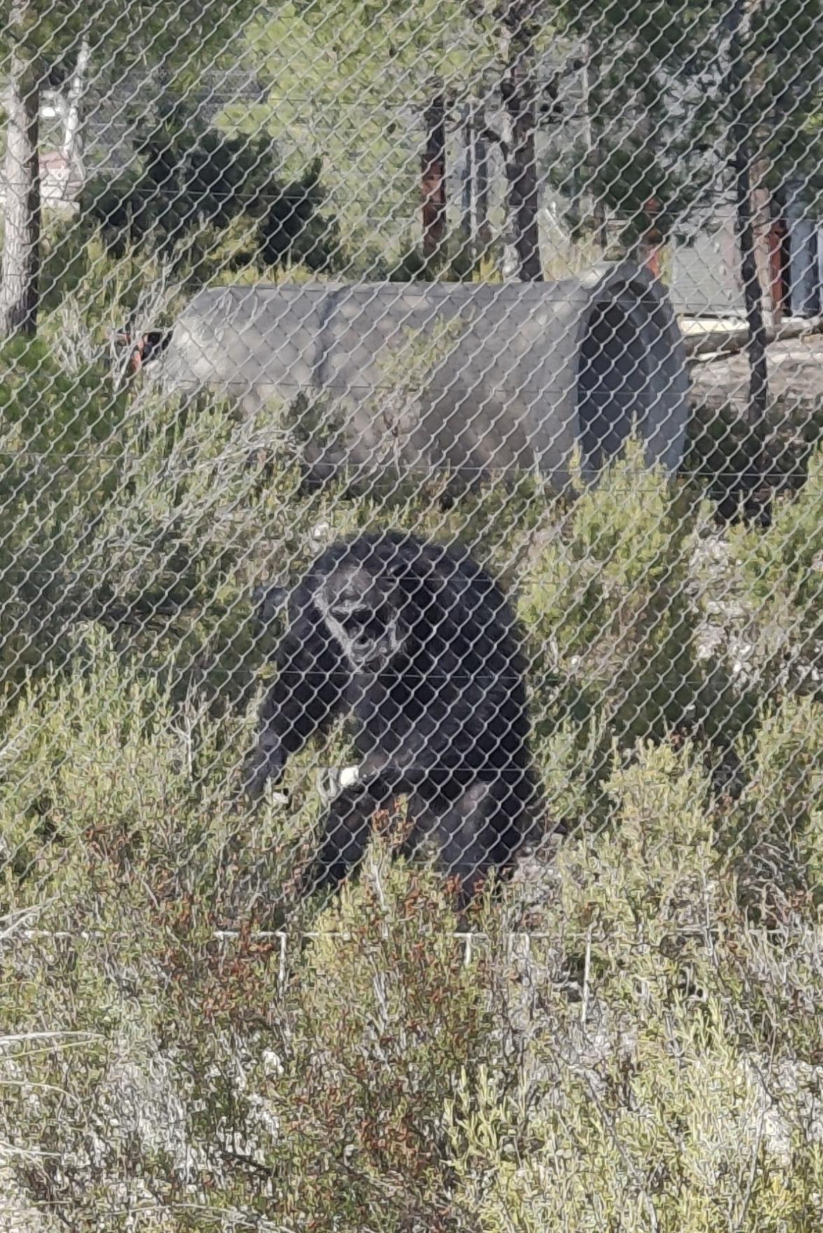 Chimpancé con 2 piedras en las manos.